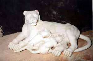 Animals